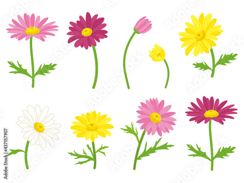 カラフルなマーガレットの花