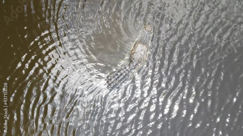 overhead of a huge alligator in Myakka State Park in Manatee County, Florida photo