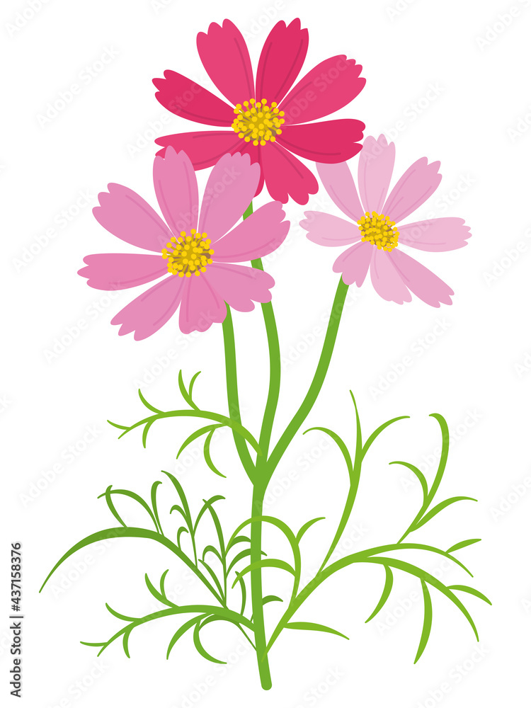 カラフルなコスモスの花 カラフルなコスモスの花