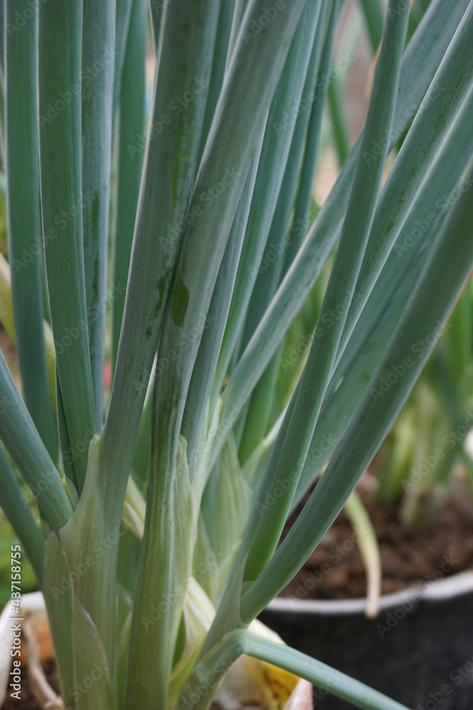 Obraz premium Green spring onion with a natural background. Indonesian call it bawang prei or daun bawang