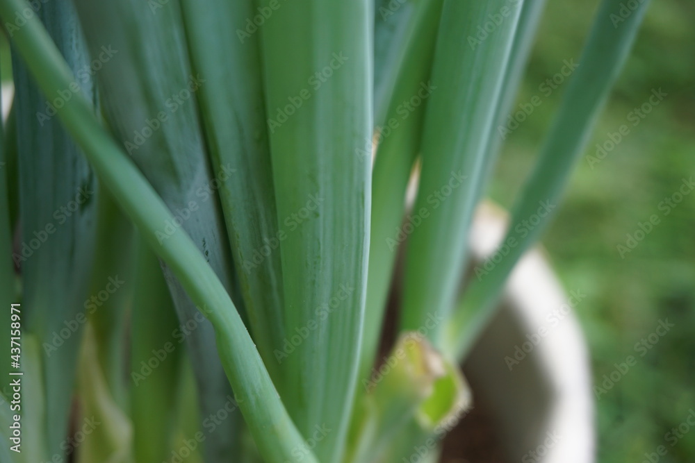 Green spring onion with a natural background. Indonesian call it bawang prei or daun bawang Green spring onion with a natural background. Indonesian call it bawang prei or daun bawang