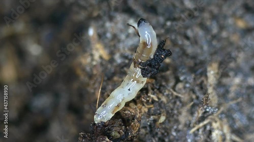 dark-winged fungus gnat, larva under a microscope photo