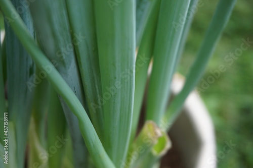 Green spring onion with a natural background. Indonesian call it bawang prei or daun bawang