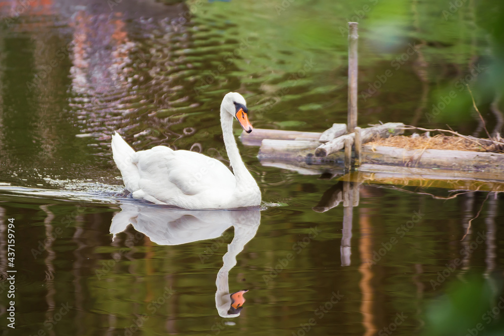 Close-up white swan swims on the lake, reflected in the water. Natural photography with wild birds. Beauty in nature. Warm spring day Close-up white swan swims on the lake, reflected in the water. Natural photography with wild birds. Beauty in nature. Warm spring day
