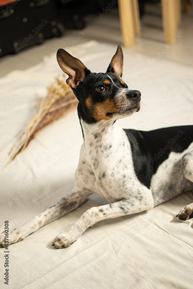 dog portrait on the floor with background and white cloth
