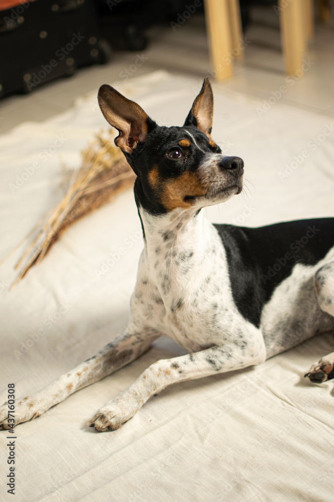 dog portrait on the floor with background and white cloth dog portrait on the floor with background and white cloth