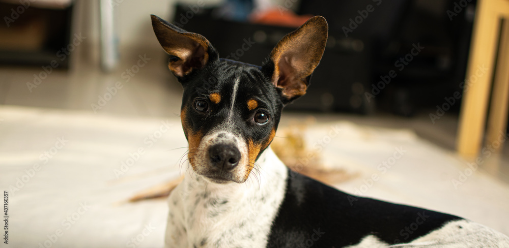 dog portrait on the floor with background and white cloth