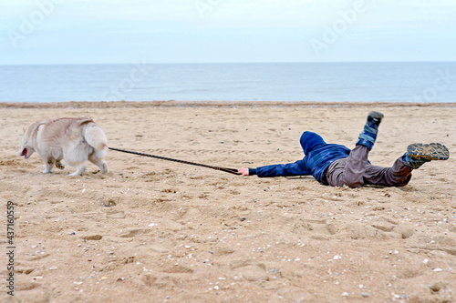 The naughty husky dog runs away from the boy and pulls the child along the sand on the seashore. The boy tries to keep the naughty dog on a leash.