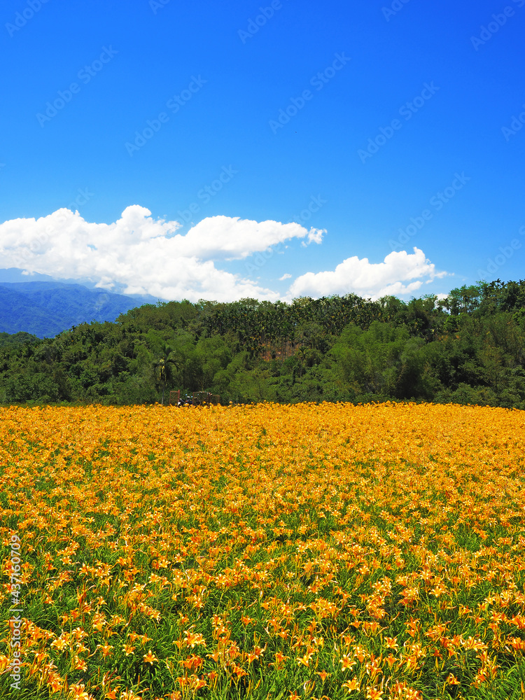 Orange daylily flower under blue sky      