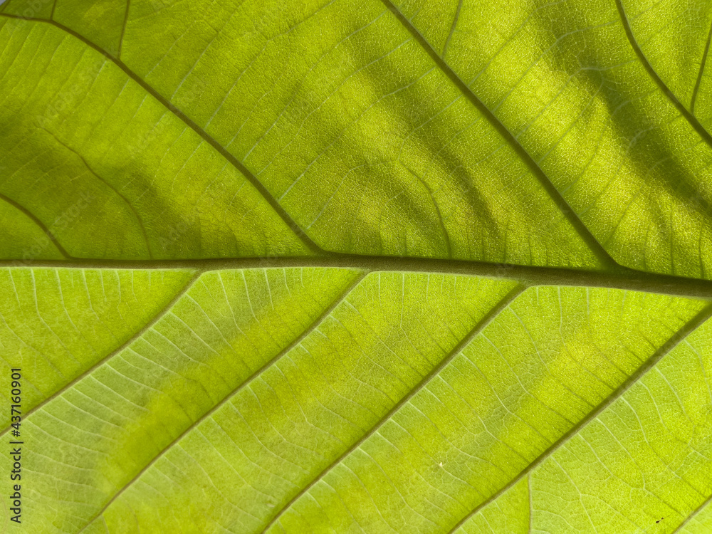 back of green leaves. back of green leaves.