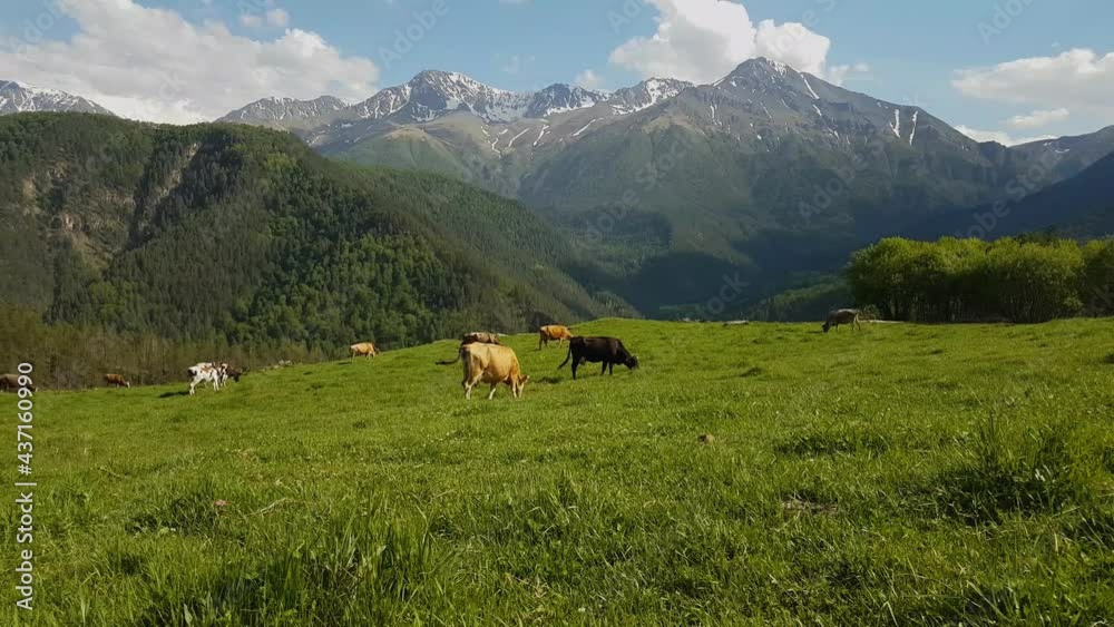 Cows graze in alpine meadow on background of mountains. Cow in a pasture Cows graze in alpine meadow on background of mountains. Cow in a pasture