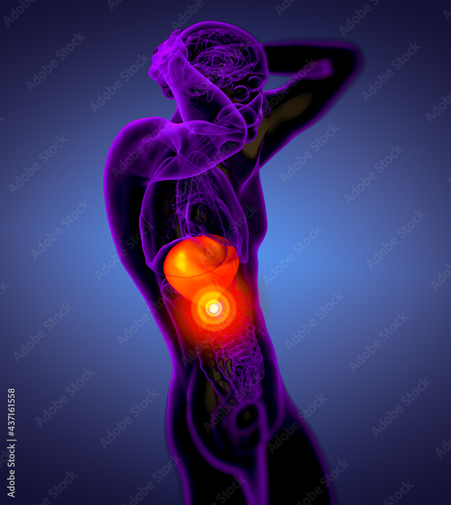 3d render medical illustration of the liver 3d render medical illustration of the liver