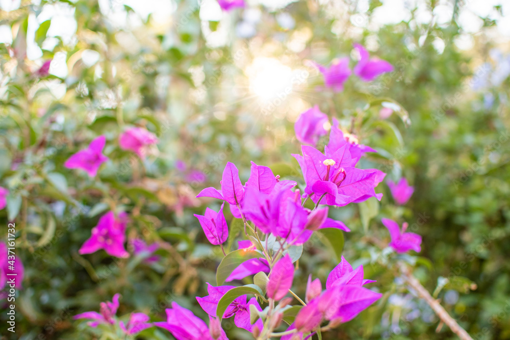 purple bougainvillea flower on a May afternoon, with an out of focus background purple bougainvillea flower on a May afternoon, with an out of focus background