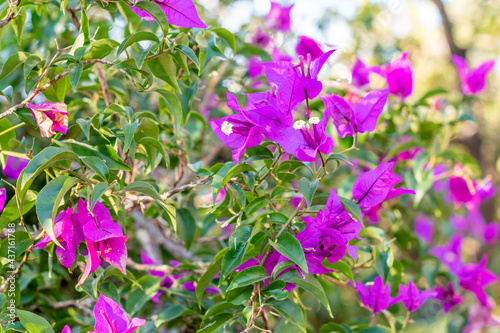 purple bougainvillea flower on a May afternoon  with an out of focus background