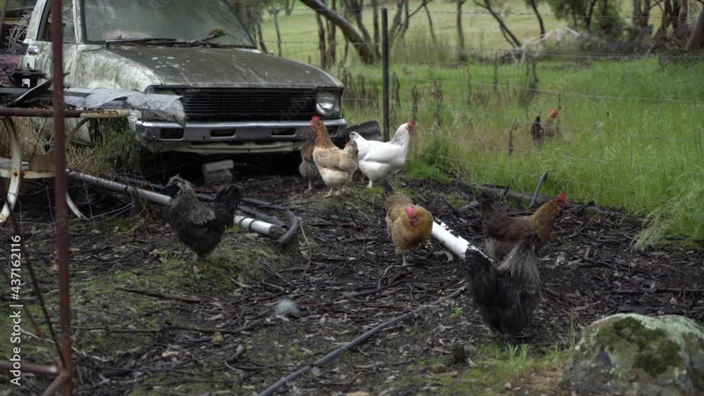 Healthy backyard farm chickens roaming and going through fence rustic car Healthy backyard farm chickens roaming and going through fence rustic car