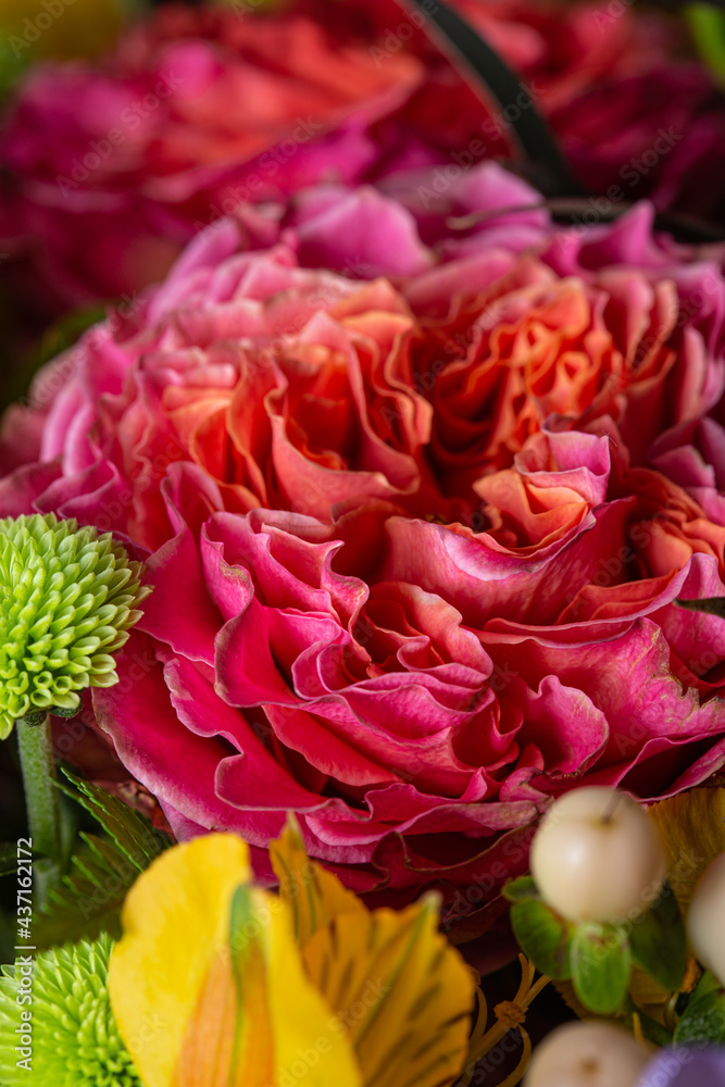 Pink flower in bloom with many smooth petals Pink flower in bloom with many smooth petals