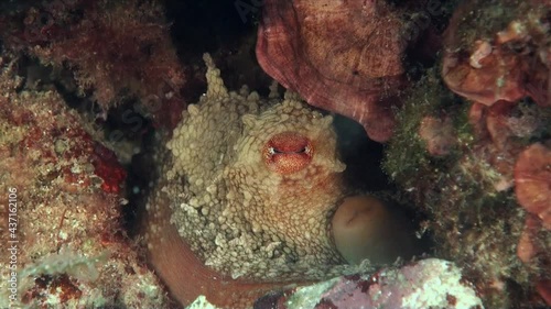Wallpaper Mural Close up shot of an Reef Octopus showing it's eye filmed on a coral reef Torontodigital.ca