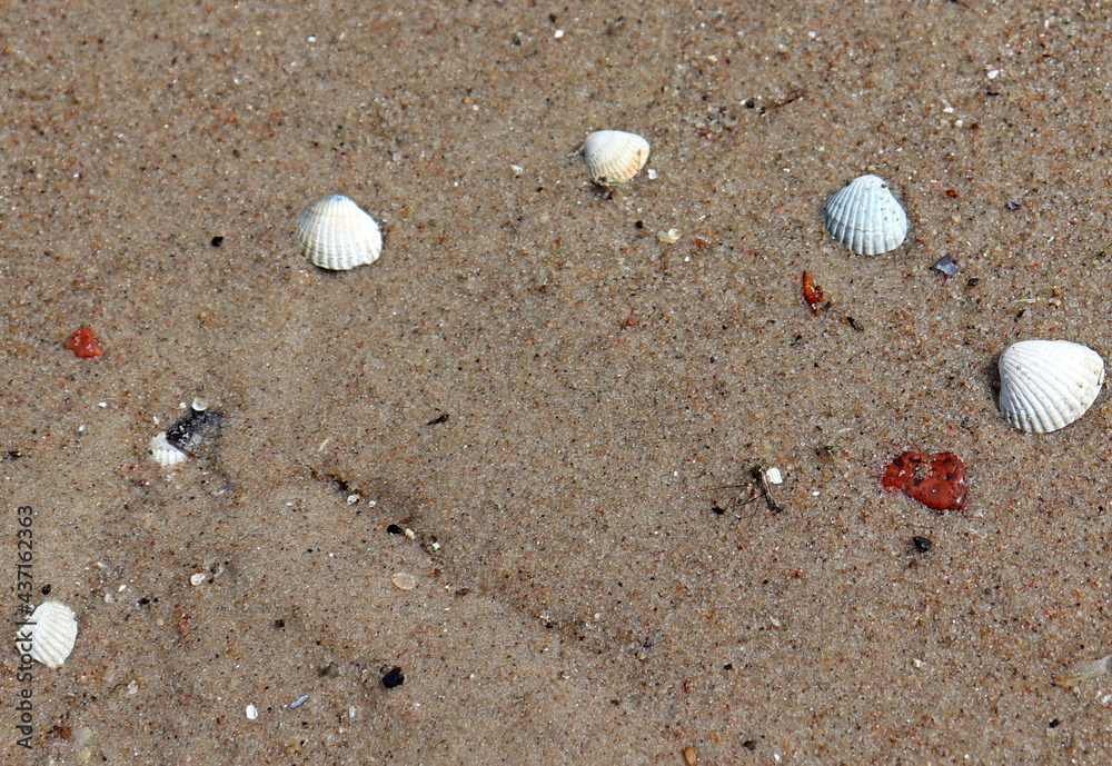 Sea sand and shells on the Baltic Sea, Dziwnów, Poland Sea sand and shells on the Baltic Sea, Dziwnów, Poland