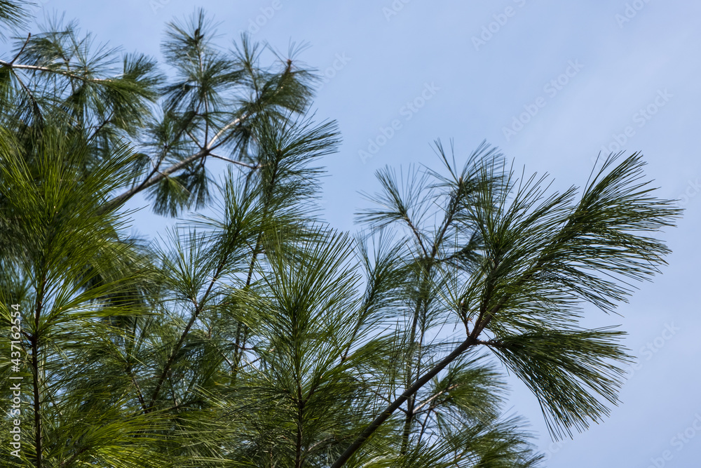Green branches of pine tree against clear blue sky. Ecology and environment background. Green branches of pine tree against clear blue sky. Ecology and environment background.