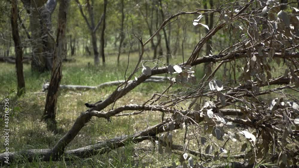 Small Australian bird on fallen tree branch flying away Small Australian bird on fallen tree branch flying away