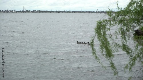 Duck family with ducklings swimming on lake on a windy and cloudy day photo