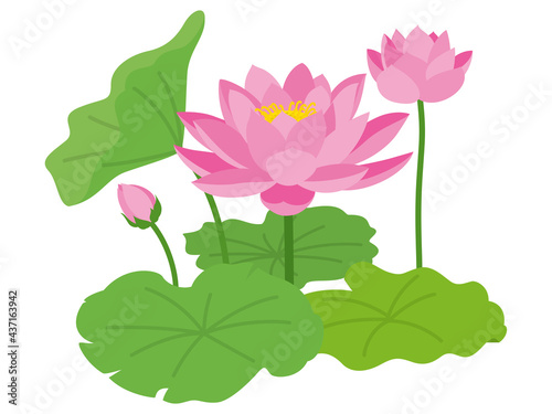 ピンク色の蓮の花