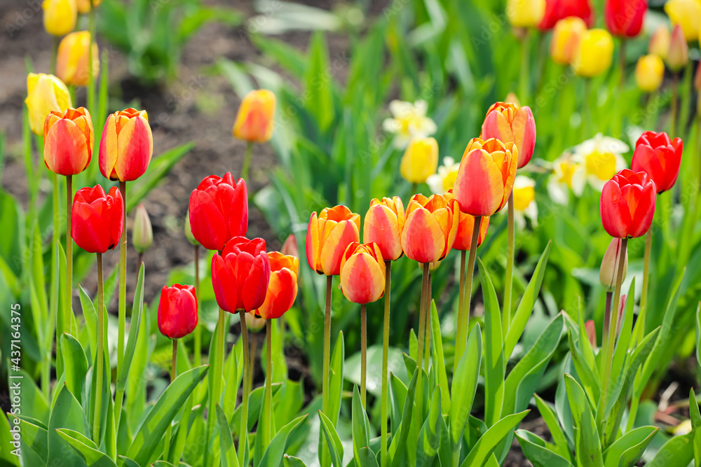 Beautiful tulip flowers in garden outdoors Beautiful tulip flowers in garden outdoors