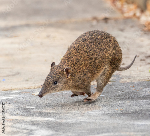 Obraz na płótnie Southern Brown Bandicoot
