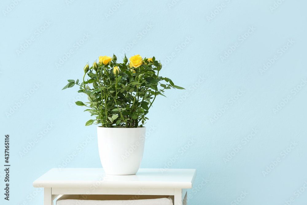 Beautiful yellow roses in pot on table near color wall
