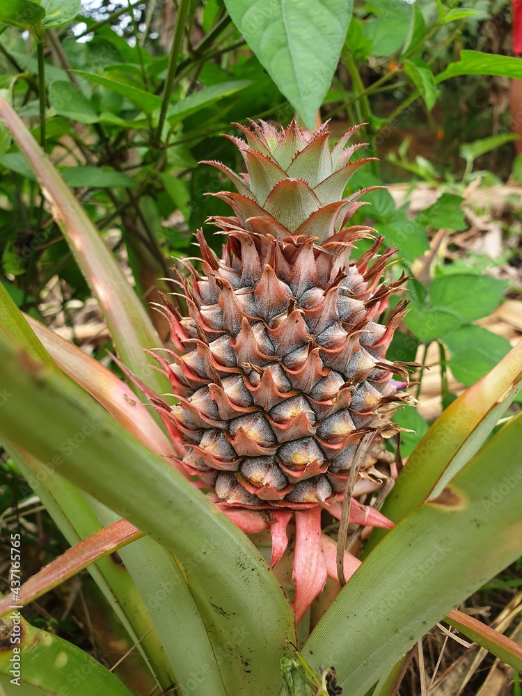 pineapple in the garden