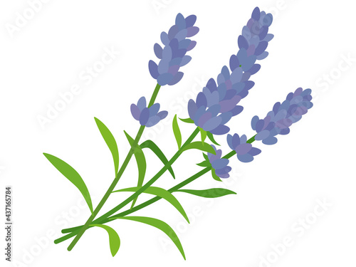 紫色のラベンダーの花