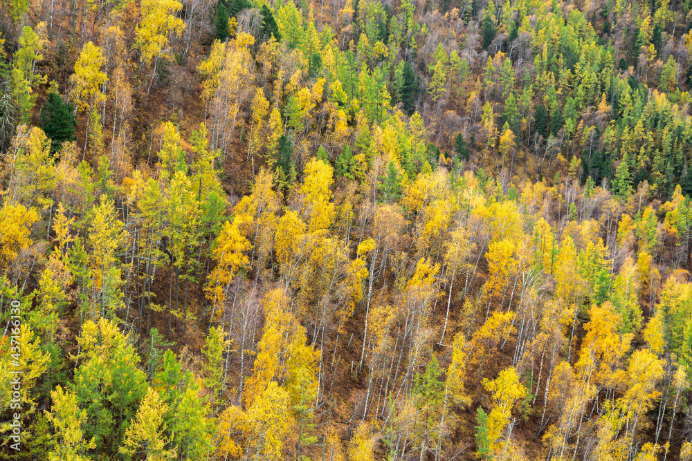 Beautiful view of colorful  mixed forest of birch, spruce, cedar on mountain slopes in Altai Republic, Russia, natural autumn landscape