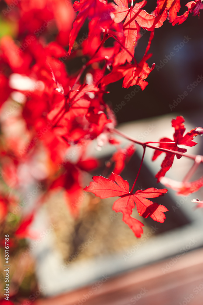 close-up of red Japanese maple plant outdoor in sunny backyard shining in the sunshine close-up of red Japanese maple plant outdoor in sunny backyard shining in the sunshine