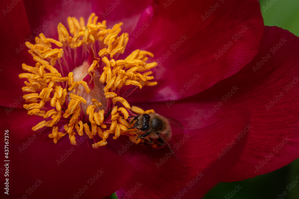 A honeybee collecting pollen from a peony flower macro A honeybee collecting pollen from a peony flower macro