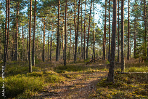 The landscape around the pathway on an early spring morning. Rabivere bog (also known as Hagudi bog) in Rapla County, a popular natural attraction in Estonia, tourist ecological trail. Selective focus