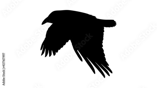 vector black silhouette of crow on the white background, silhouette of crows