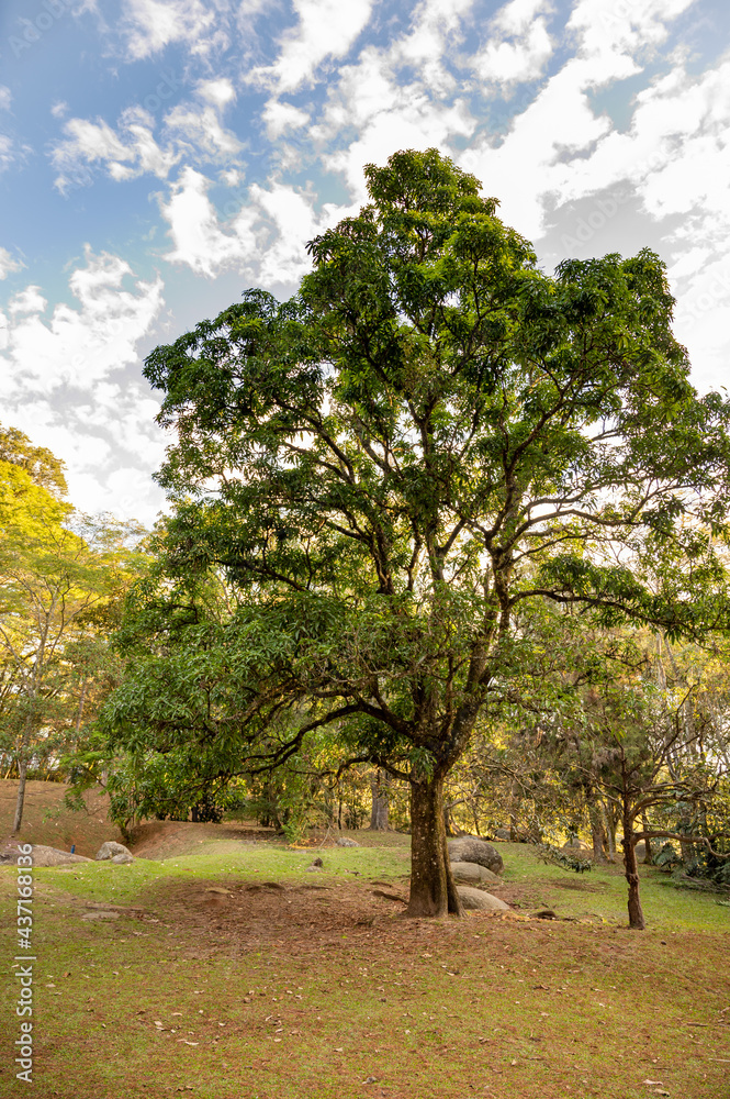 paisagem de um parque natural incluindo arvores, sol, vegetação, lago. Conceito de natureza.