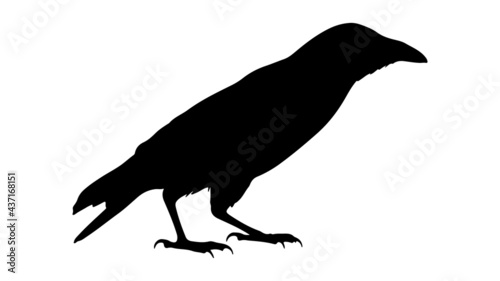 vector black silhouette of crow on the white background, silhouette of crows