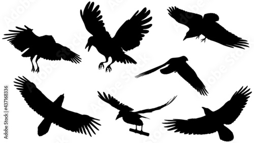 set of vector black silhouette of crow on the white background, silhouette of crows