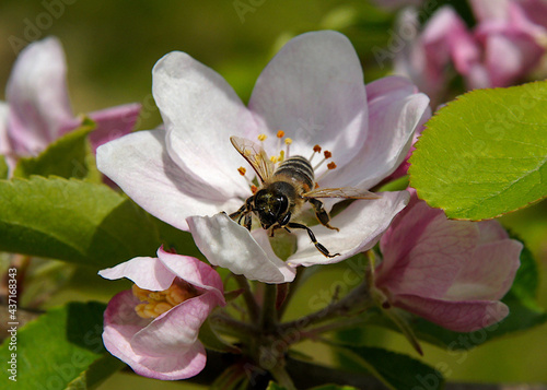 Bee on an apple tree flower