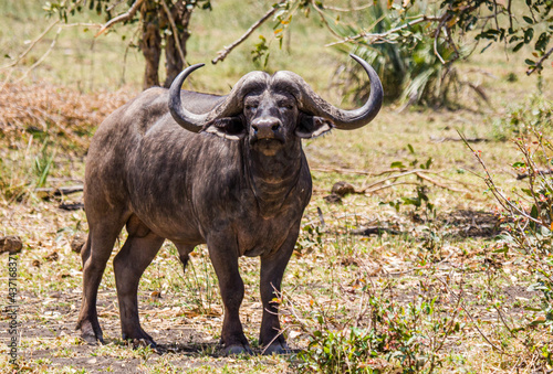 African buffalo bulls stare across the road in the park in South Africa