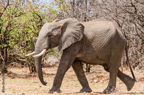 African Elephant walking in the dry Mopane forests in the Kruger Park in South Africa