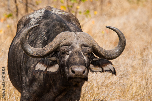 African buffalo bulls stare across the road in the park in South Africa