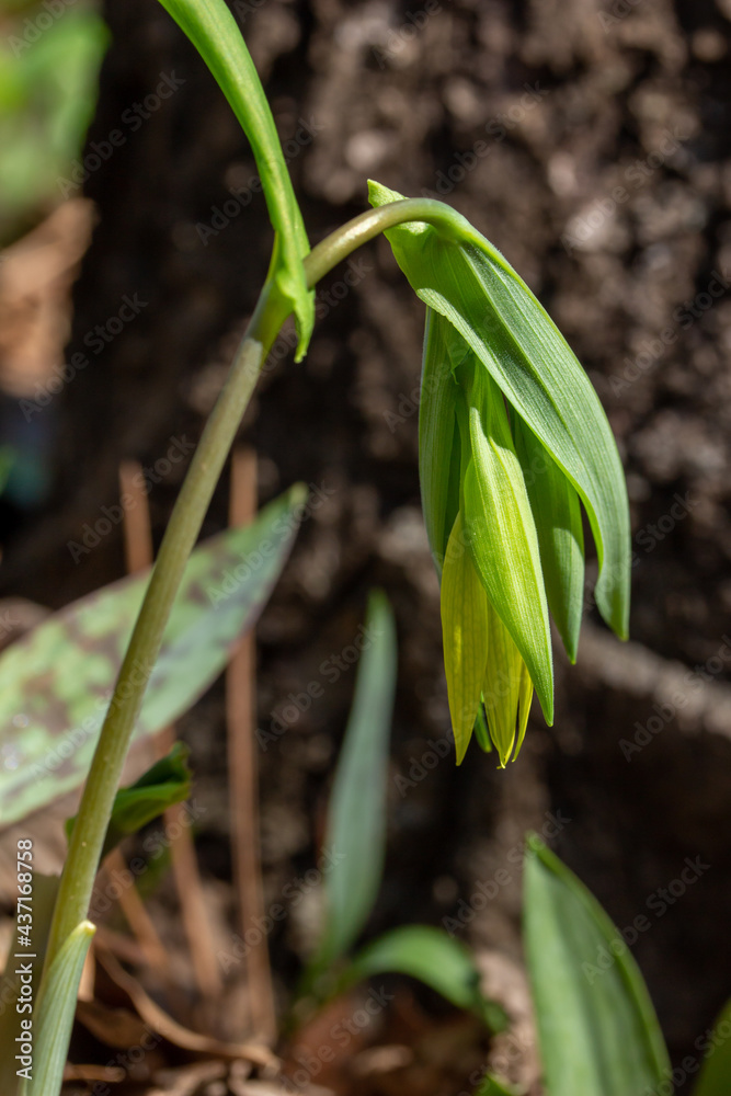 Macro texture view of a solitary delicate yellow bellwort wildflower (Uvularia grandiflora), blooming in its native forest habitat Macro texture view of a solitary delicate yellow bellwort wildflower (Uvularia grandiflora), blooming in its native forest habitat