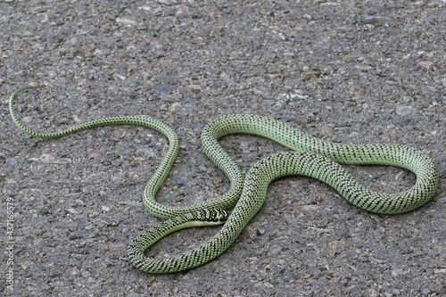 A green snake on the street, outdoors, is a poisonous animal.