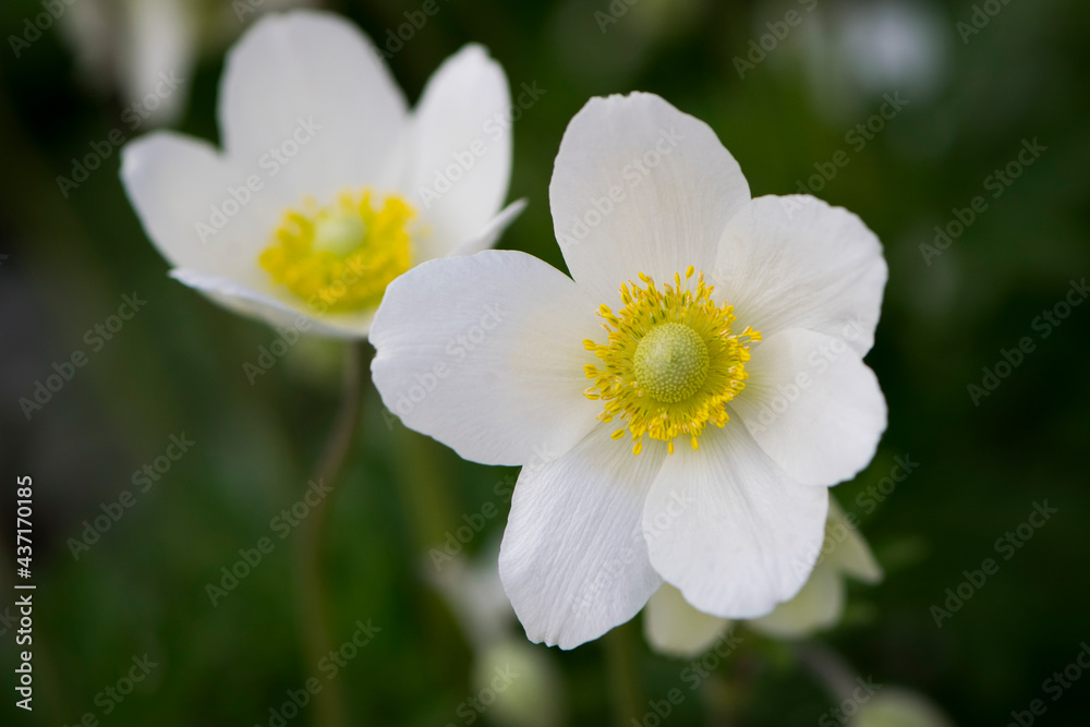 Anemone sylvestris. delicate flowers in the garden, in the flowerbed. floral background. beautiful delicate Anemone sylvestris. white flowers on a natural green background. close-up Anemone sylvestris. delicate flowers in the garden, in the flowerbed. floral background. beautiful delicate Anemone sylvestris. white flowers on a natural green background. close-up