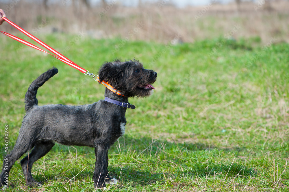 black Dog. small black puppy, on a leash. beautiful dog, grooming and walking pets. concepts of friendship, training, veterinary medicine. domestic animal. the puppy is standing with its tongue out black Dog. small black puppy, on a leash. beautiful dog, grooming and walking pets. concepts of friendship, training, veterinary medicine. domestic animal. the puppy is standing with its tongue out