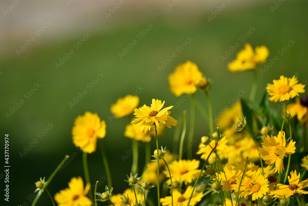 field of dandelions field of dandelions