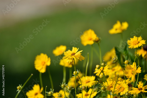 field of dandelions © Pam