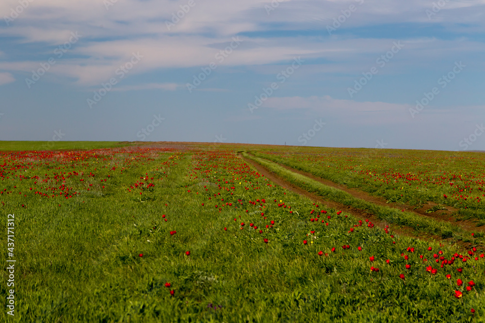 Steppe dirt road through a field of blooming wild tulips in Kalmykia